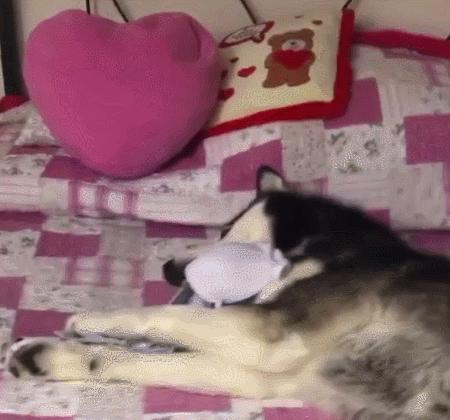 网友出门没带二哈，气得这家伙狂撕主人胸罩：看你下次还敢不敢了