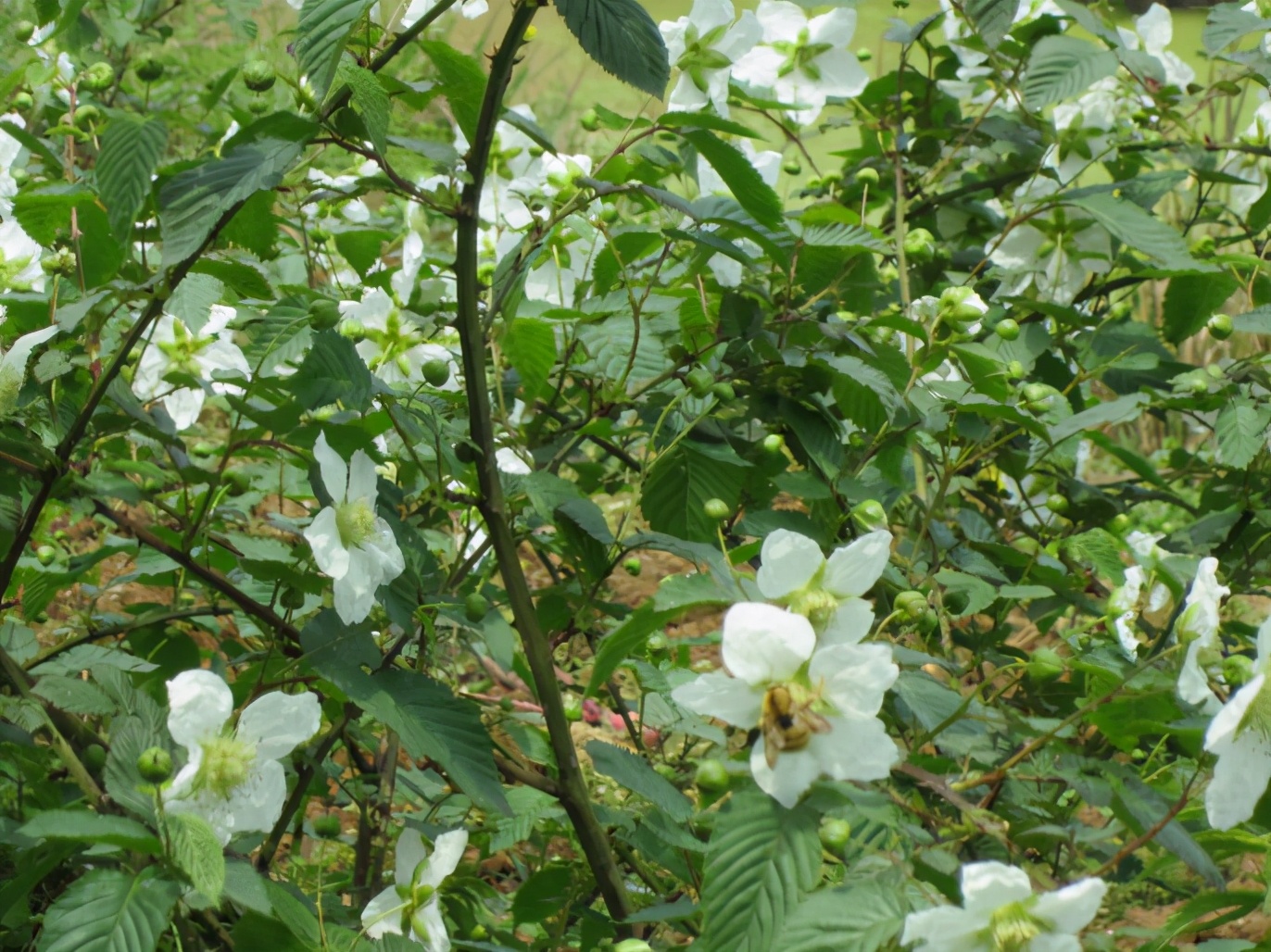 百种果子简介,百种果实图片