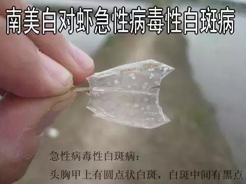 南美白对虾爆发病毒视频,南美白对虾虹彩病毒有救吗