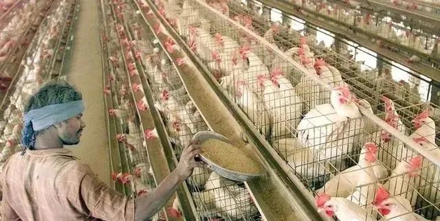 呼吸道疾病鉴别方式即治疗案例