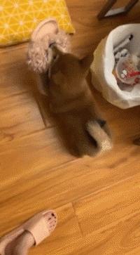 狗狗的宝宝,狗狗的宝宝日常