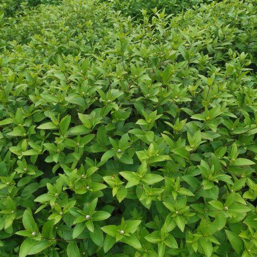 北苍术防止根腐病用啥药,苍术根腐病立枯病特效药