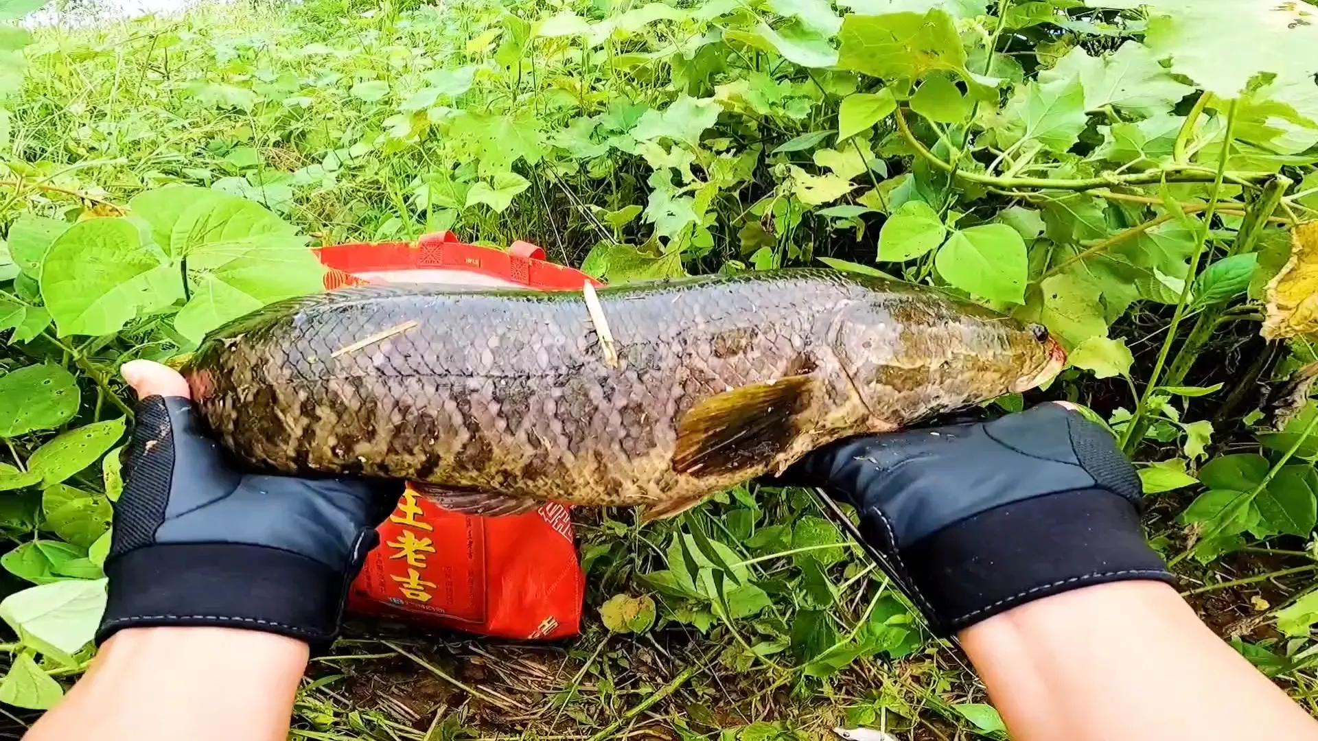 黑鱼雷强手法,雷强钓黑鱼绝密配方