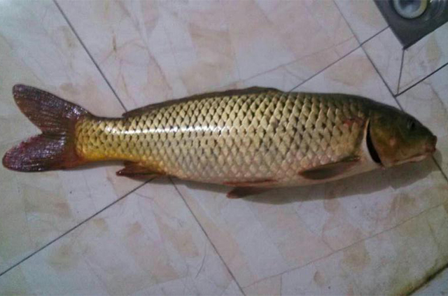 往往最简单的食材才是精华,往往最美味的却是最简单的食材