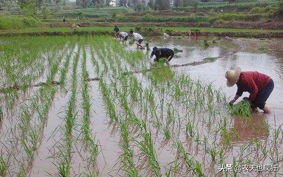 为何说夏至三伏数头伏,夏至三庚入伏是指几天