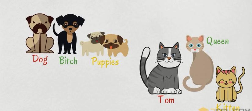 常见动物英语词汇大全,英语常见词汇大全表