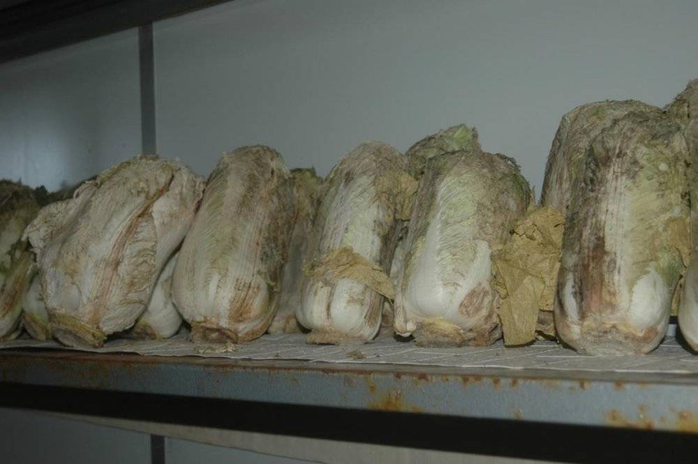 厉害了!我国南极第一个永久机场要开建了