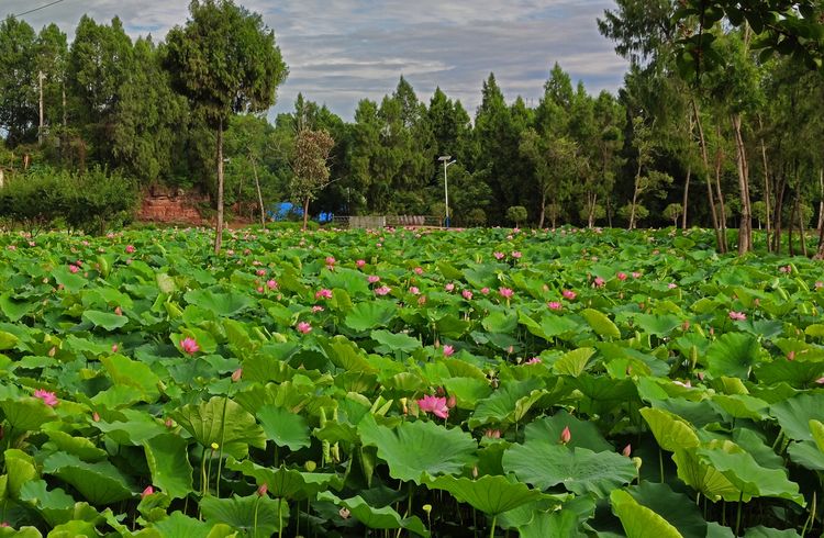 涔愯嚦鑽疯姳鎽勫奖浣滃搧娆ｈ祻,涔愯嚦鍗拌薄鎽勫奖