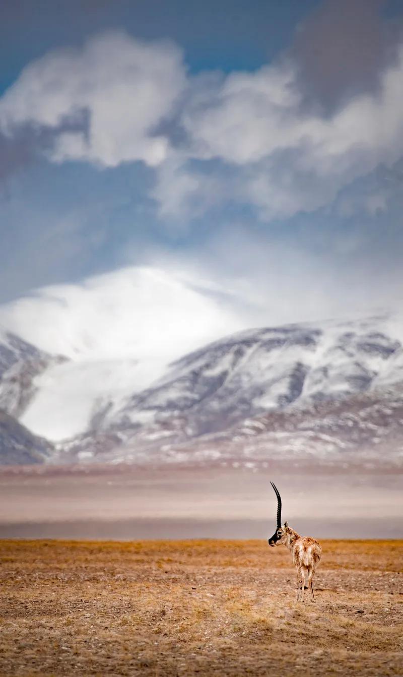 可可西里救援视频,可可西里生死救援