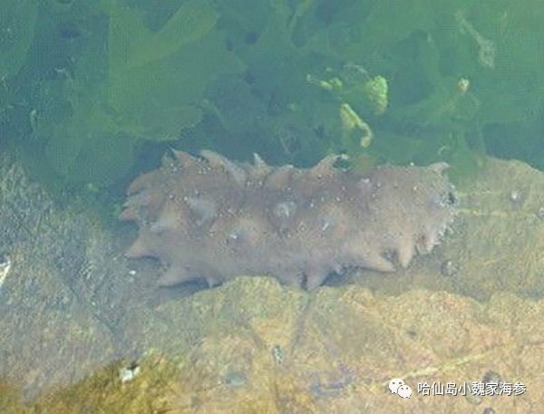 海参怎样吃才能发挥其最大化作用,海参的皮有营养还是筋有营养