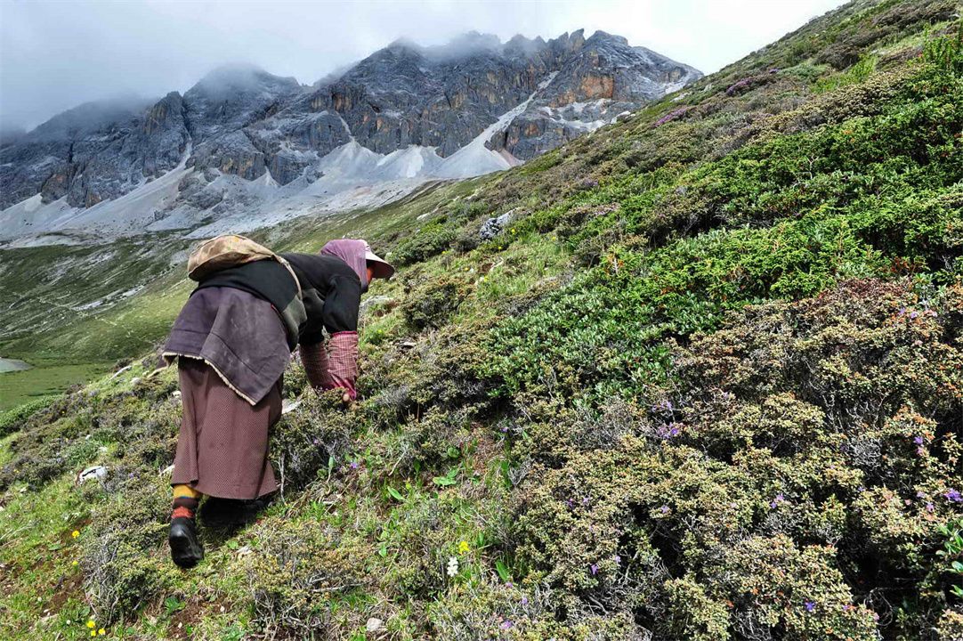冬虫夏草最低价一包是多少,冬虫夏草的价格为啥上不去