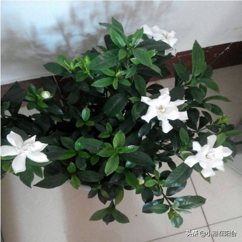 栀子花黄叶不开花怎么办,栀子花买回来黄叶不开花