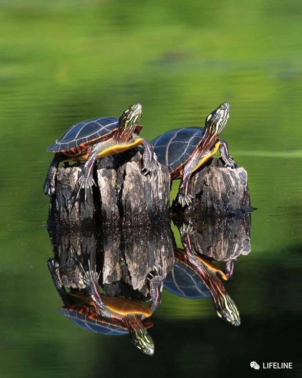 东部锦龟智商排名,红腹东部锦龟