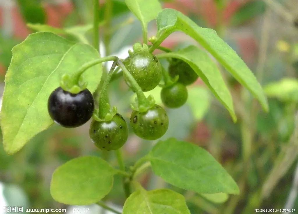 养龟养什么植物,养龟环境种什么植物