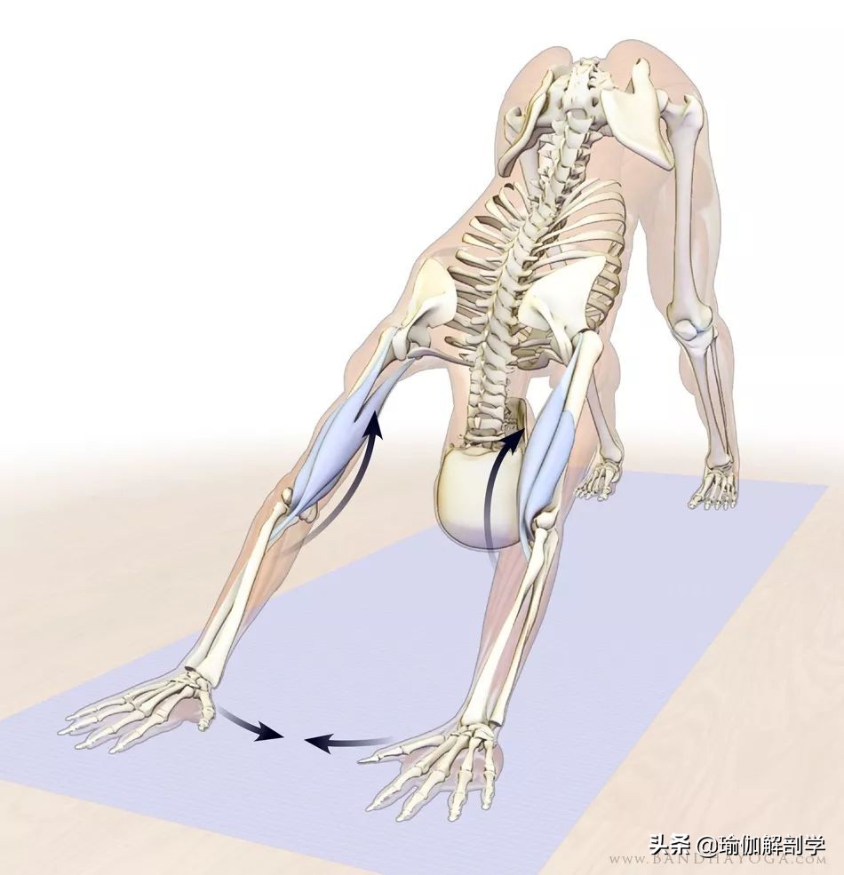 瑜伽下犬式脚迈不到前面怎么办,瑜伽下犬式臀部抬不起来怎么办