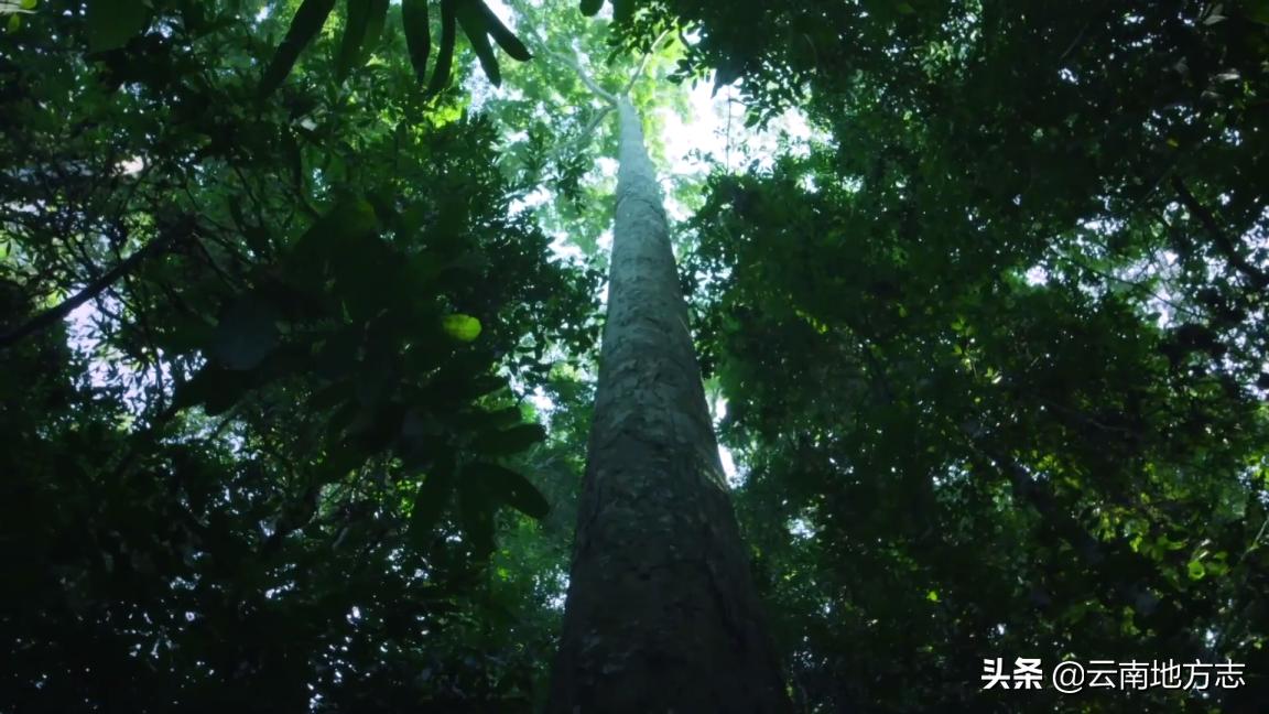 缇庡搲浜戝崡鍏ㄩ儴瑙嗛,缇庡搲浜戝崡鍓х収