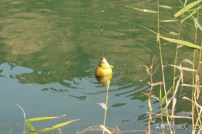 北京野钓鲫鱼的好钓点,十渡拒马河