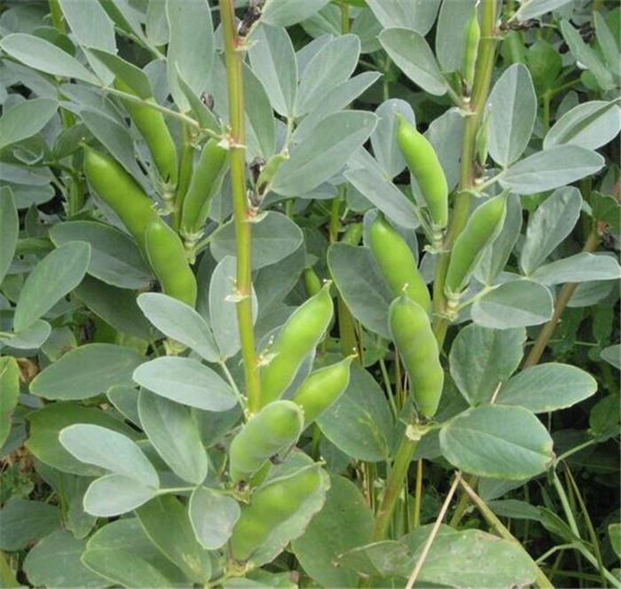 蚕豆你们家乡叫什么,你知道蚕豆是什么吗