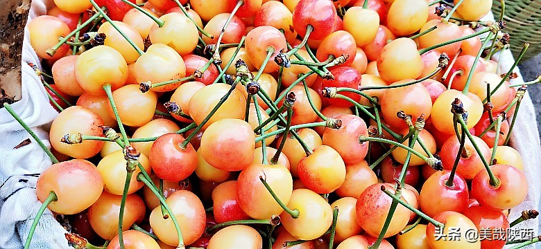 樱桃采摘园西安白鹿仓,摘樱桃西安的去处