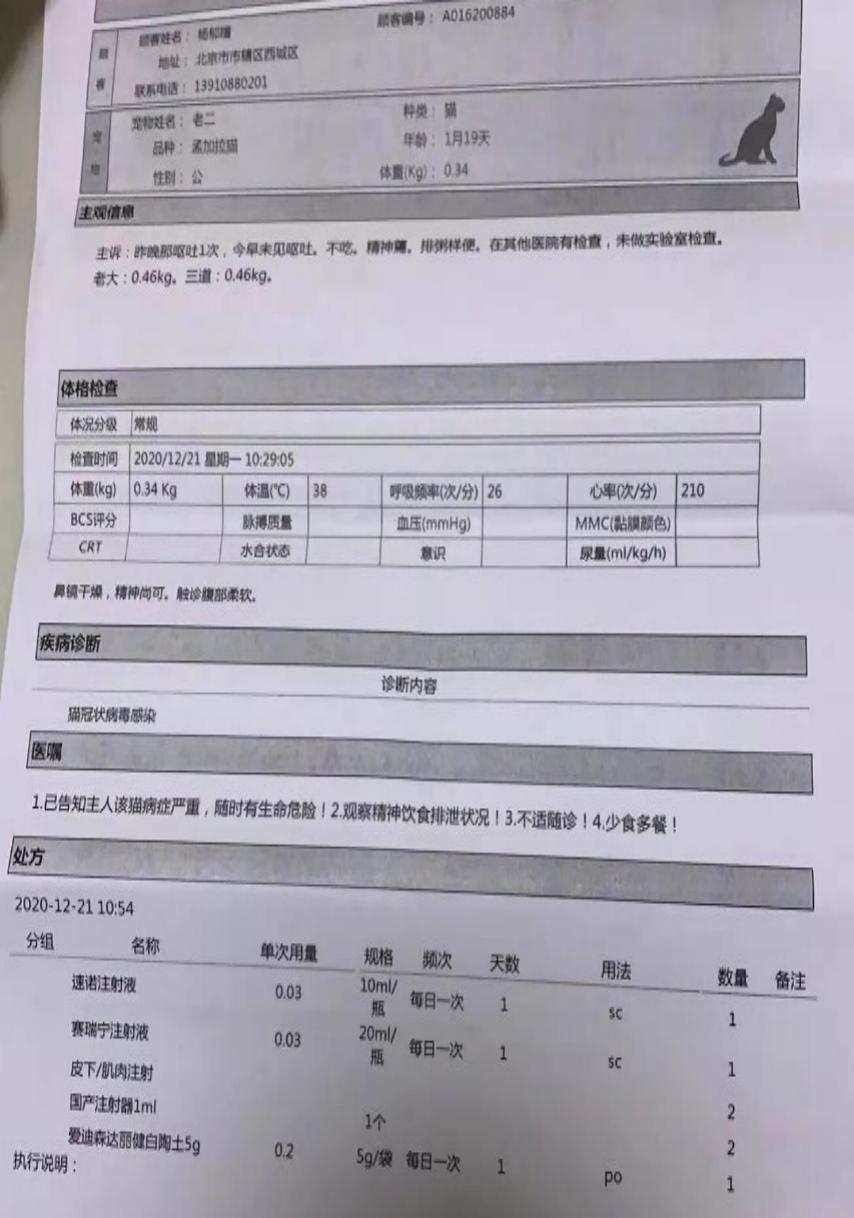 猫感染了新型冠状病毒有什么症状,猫感染新型冠状病毒会有哪些症状