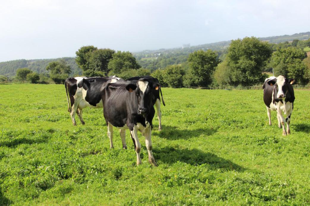 我的天使奶粉怎么样,我的天使奶粉下架原因