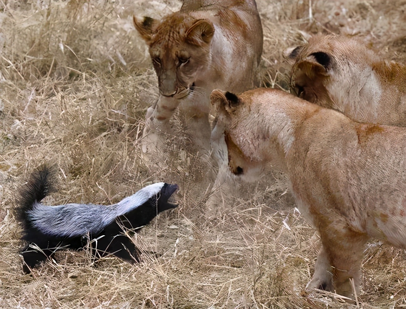 平头哥和毒蛇狭路相逢,平头哥与毒蛇对决