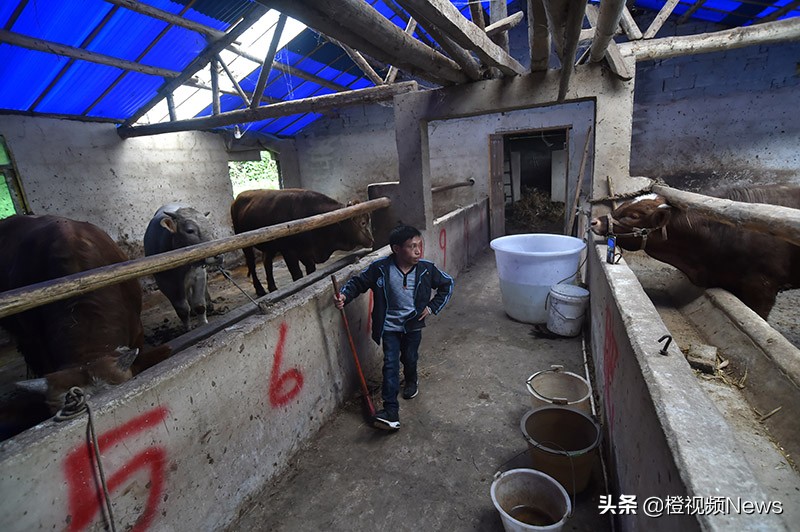 贵州养牛户王华银,贵州矮哥王华银的全部视频