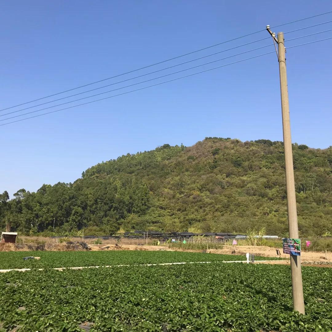 实现草莓自由去草莓园,西樵太平草莓采摘园