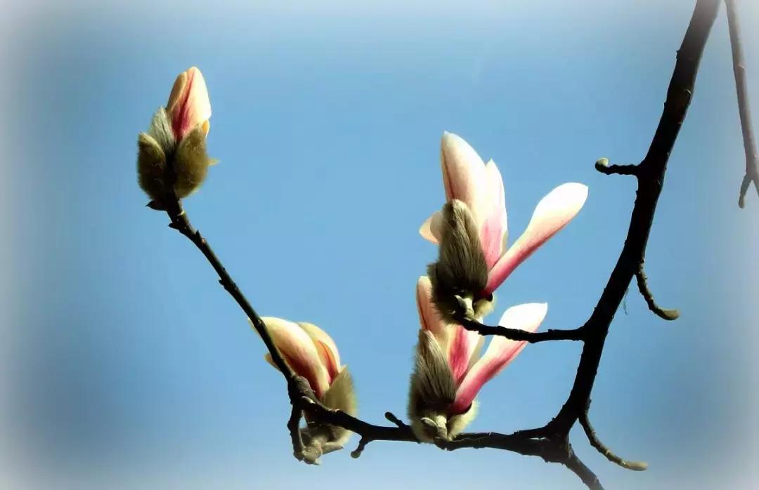 3月南阳看花的景点推荐,南阳踏青赏花攻略