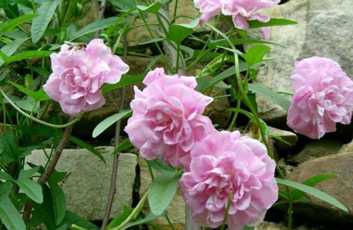 适合种在门口一年四季开花的植物,5种花是爆盆能手花期长