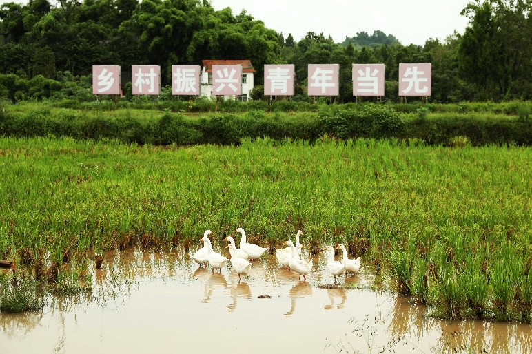 「丰收节」人欢鱼跃庆丰年