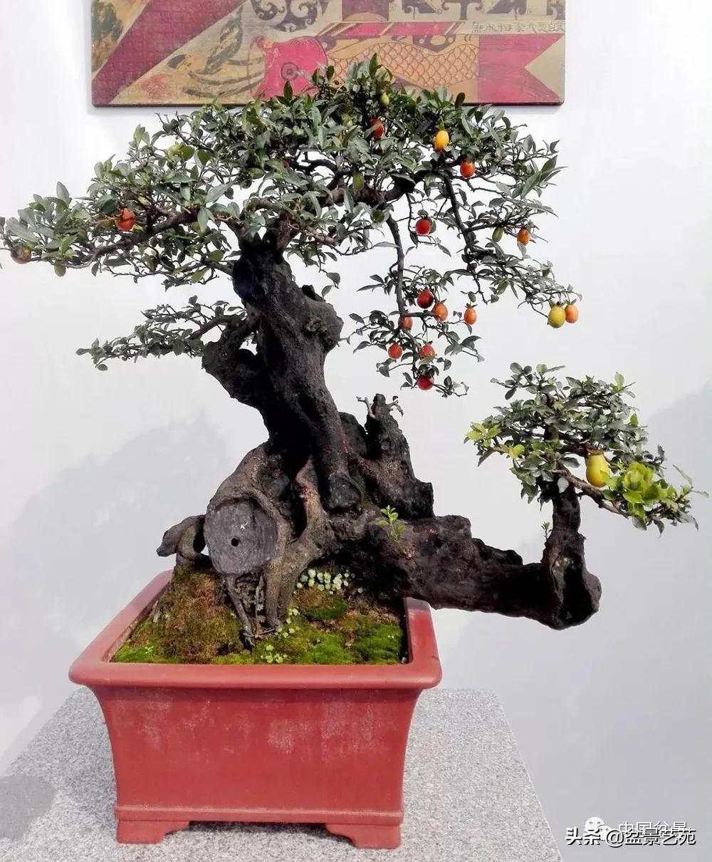 桩景类树种都有哪些,100种常见景观树种