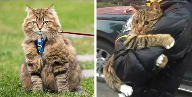 外出携带猫包哪种比较好,带猫出门适合什么样的猫包