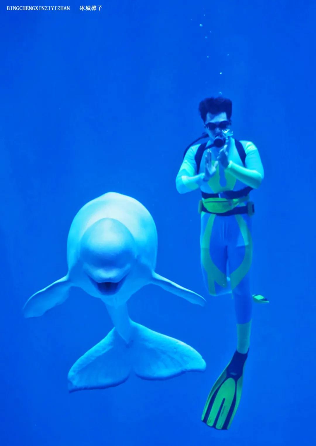 走进哈尔滨完整视频,走进哈尔滨海洋馆