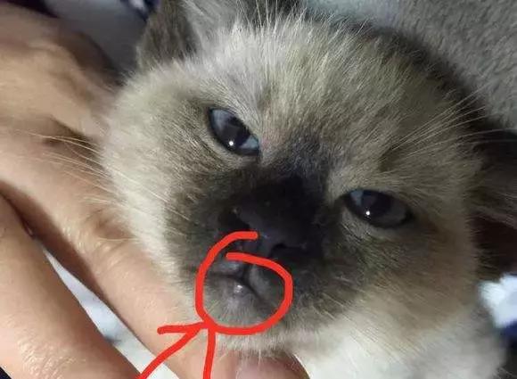 猫咪牙龈炎和杯状病毒的区别,猫咪角膜感染杯状病毒怎么治疗