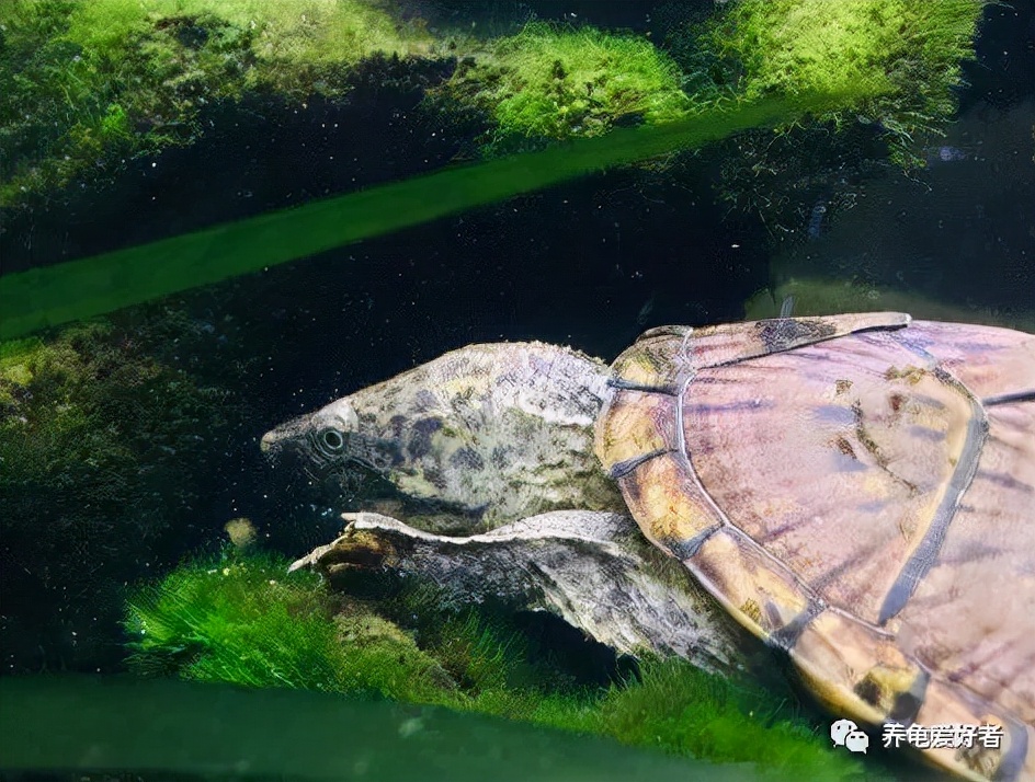 养龟的六要素,养龟要领