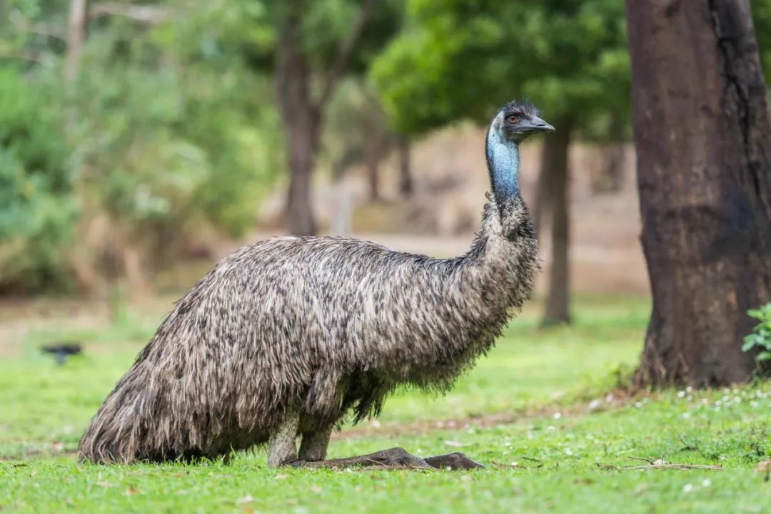 悉尼到阿德莱德自驾游,澳大利亚阿德莱德悉尼距离