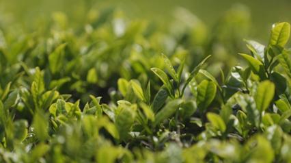 怎么鉴别绿茶明前茶谷雨茶,谷雨茶和明前茶的区别是什么