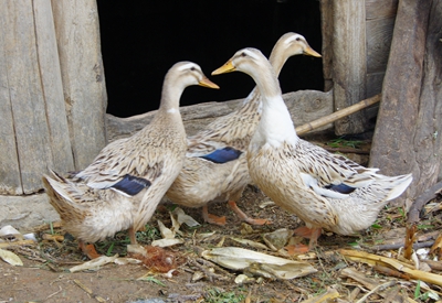 老鸭形态分哪几种,老鸭怎么辨别真正老鸭