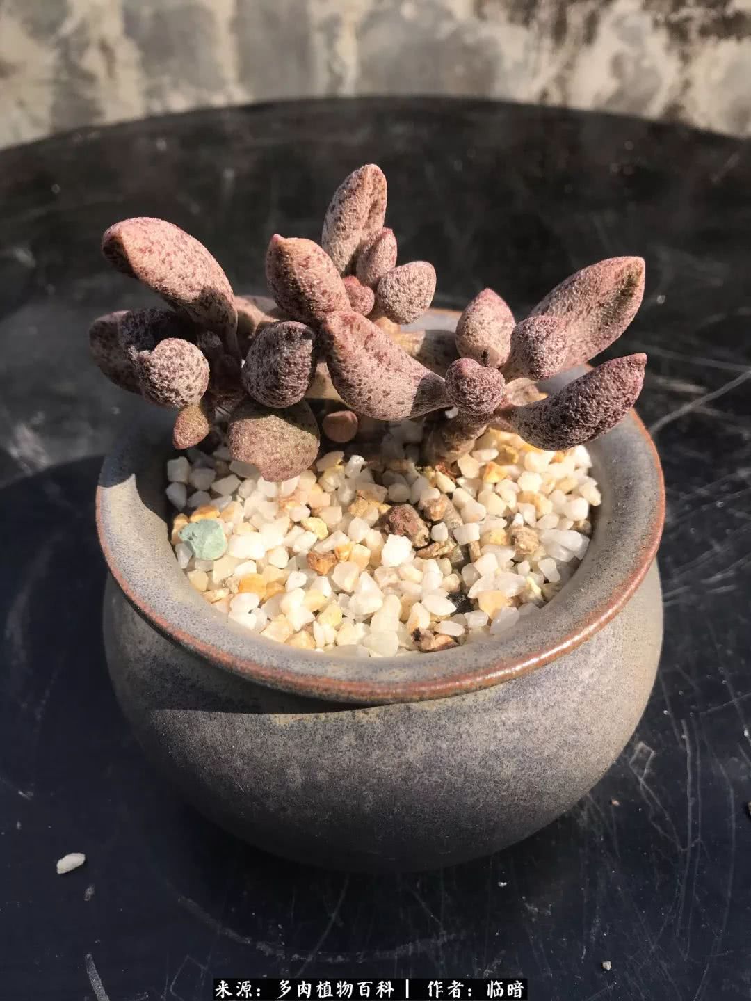 多肉带给我的感情,多肉给人们带什么作用