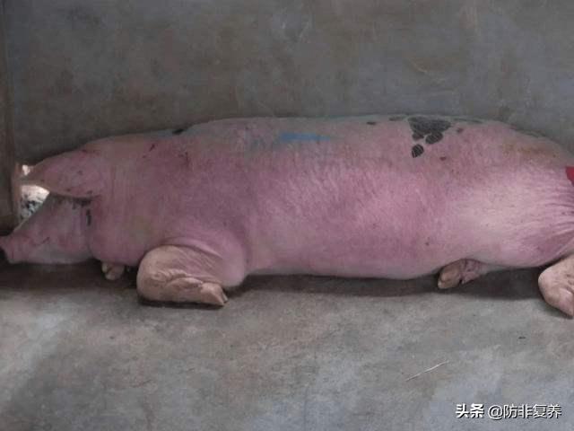 猪发热41度身上发紫什么病,猪身上发紫是什么征兆