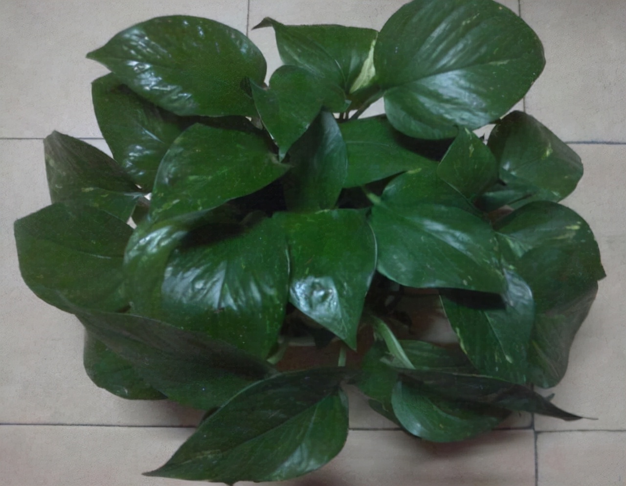 2元100颗的“便宜药”，碾碎兑水浇盆里，养文竹、绿萝超有效