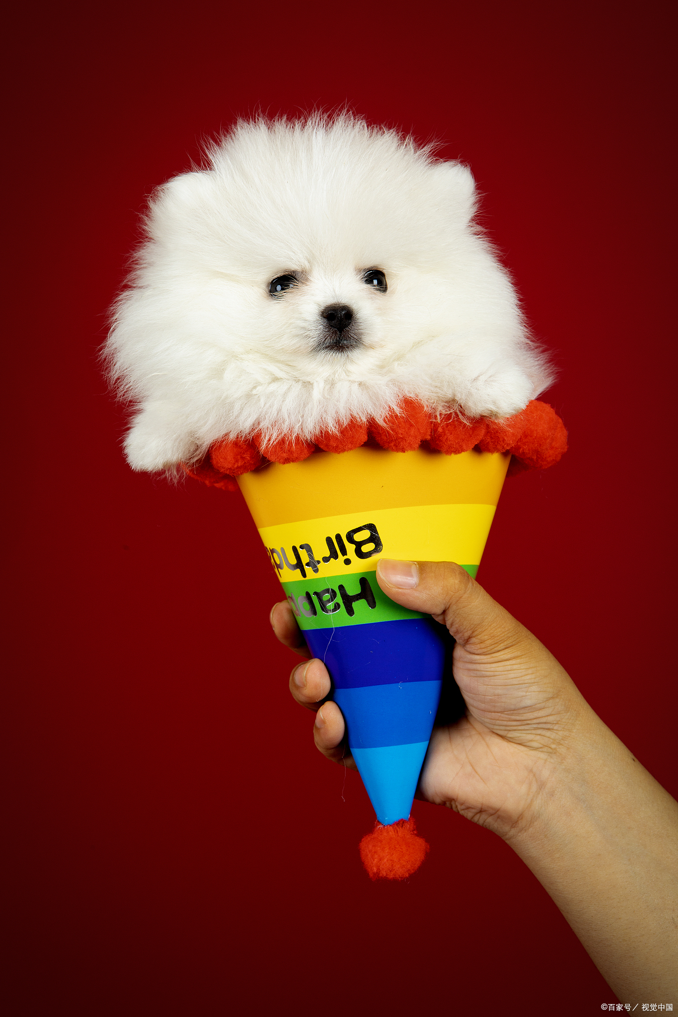 两个月博美一天吃多少狗粮合适,一个月的博美一次喂多少狗粮合适