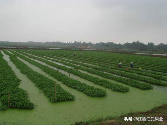 蕹菜又名什么,水蕹菜和空心菜的区别