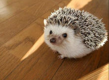 凌晨狗子发现一只刺猬,狗狗捡到了只刺猬