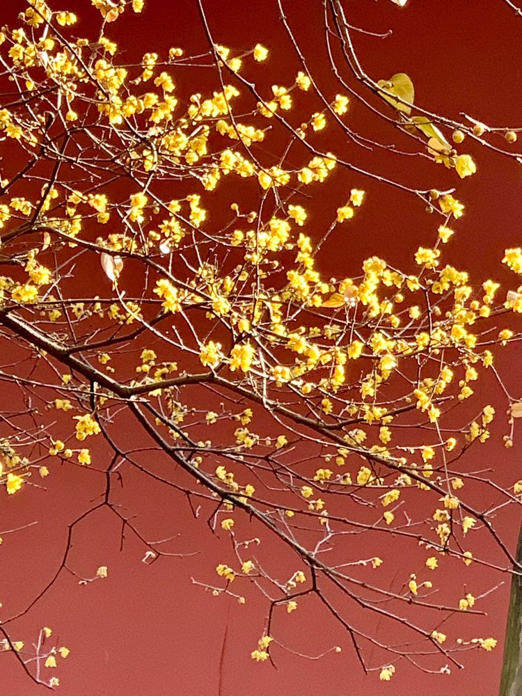 不惧严寒,不惧严寒静待春暖花开