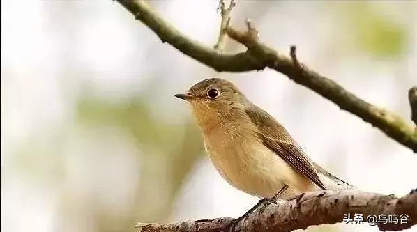 看图识鸟图片及答案,看图识鸟软件哪个好用