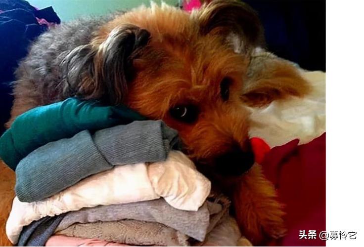 狗狗走丢了是家运不好吗,狗狗走丢了怎么办