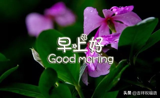 亲爱的早上好祝福送给优秀的人,早上好微信短语祝福朋友健康平安