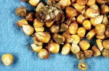 猫粮中哪些成分有害,有这几种成分的猫粮千万别喂